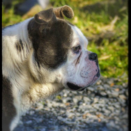 ALI Mâle Riviera bulldog