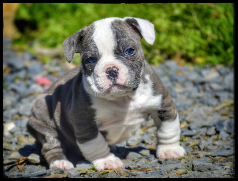 Altaïr Mâle Riviera bulldog