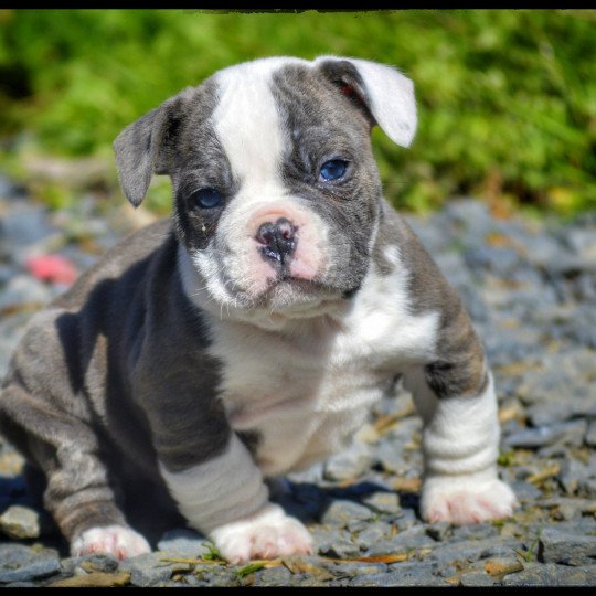 Altaïr Mâle Riviera bulldog