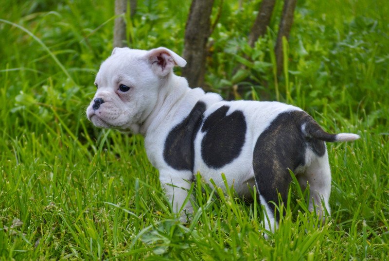 Célestine Femelle Riviera bulldog