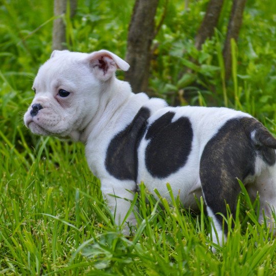 Célestine Femelle Riviera bulldog