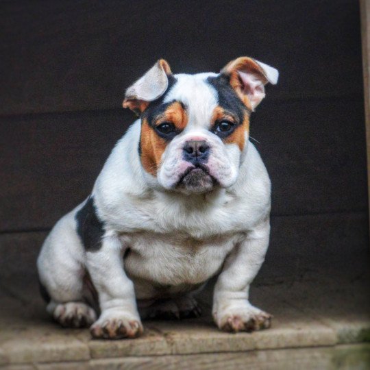 chien Riviera bulldog Trico Panaché Blanc Devor'ha RZB Riviera Bulldog