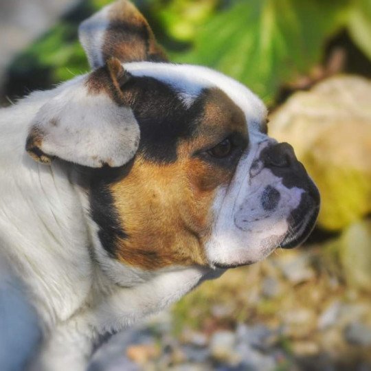 Devor'ha Femelle Riviera bulldog