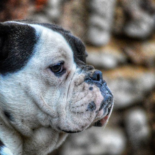 Domino Femelle Riviera bulldog