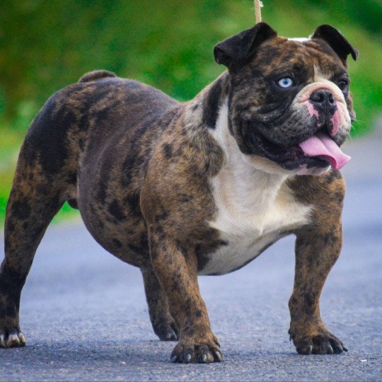 Drax Mâle Riviera bulldog