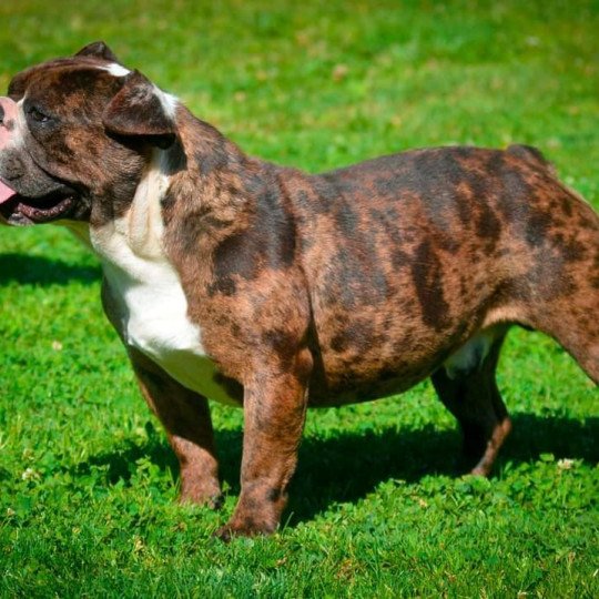 chien Riviera bulldog Merle Panaché Blanc Drax RZB Riviera Bulldog