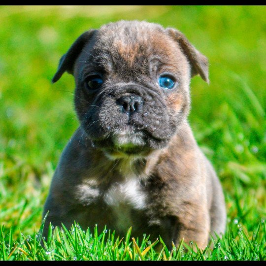 chien Riviera bulldog Bringé Bleu Panaché Blanc Hermione RZB Riviera Bulldog