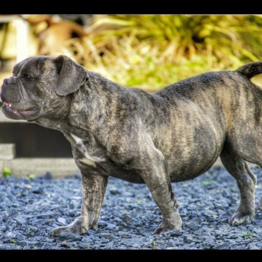 Hermione Femelle Riviera bulldog