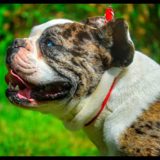 Karnak Mâle Riviera bulldog