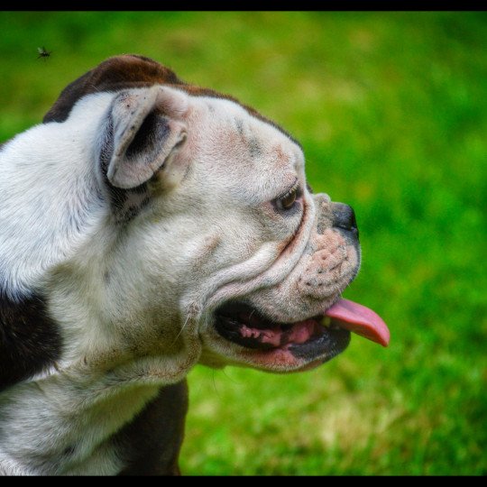 L-Ektra Femelle Riviera bulldog