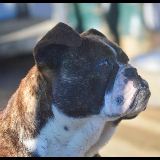 Maevis Femelle Riviera bulldog