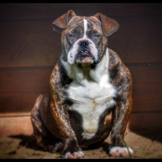 chien Riviera bulldog Bringé Panaché Blanc Maevis RZB Riviera Bulldog