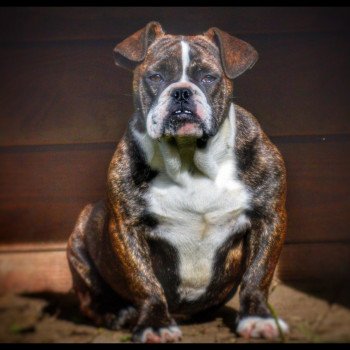 chien Riviera bulldog Bringé Panaché Blanc Maevis RZB Riviera Bulldog chien Riviera bulldog Bringé Panaché Blanc Maevis RZB Riviera Bulldog