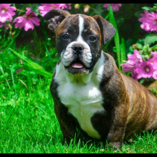 chien Riviera bulldog Bringé Panaché Blanc Maevis RZB Riviera Bulldog