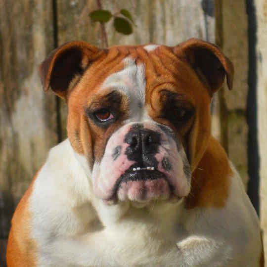 Mothra Femelle Riviera bulldog