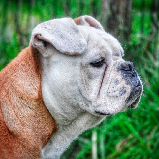 Mya Femelle Riviera bulldog