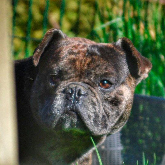 Sirius Mâle Riviera bulldog